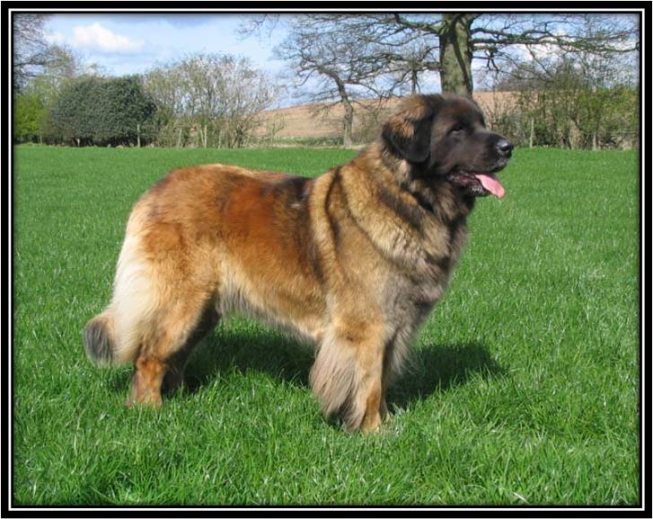 Dragongrdens Kennel